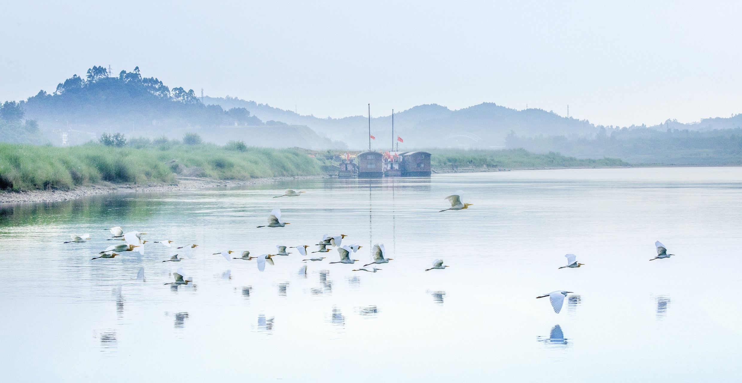 《生态湿地 鸟类天堂》