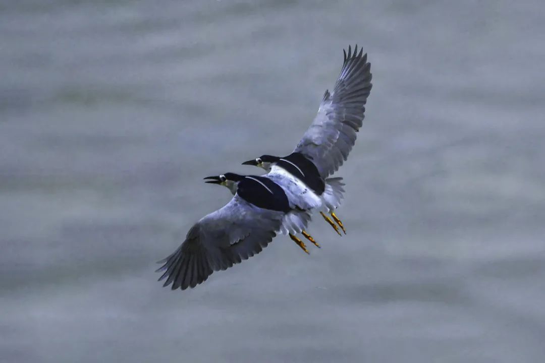 镜头捕捉的“灵动之美”！安居国家湿地公园爱鸟周摄影大赛佳作出炉