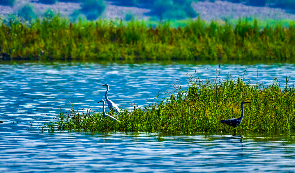 重庆铜梁：安居国家湿地博物馆成大自然科普教育好课堂